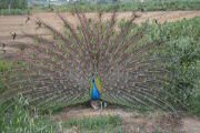 Animali nell'Agriturismo Vigna Mai, Montiano